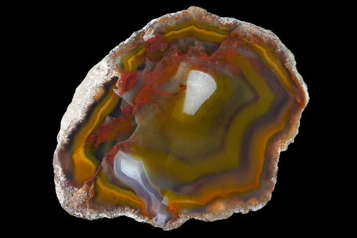 Colorful, Polished Condor Agate Section - Argentina #145531